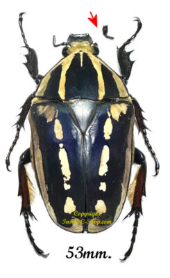 Mecynorhina torquata ugandensis ( reared )