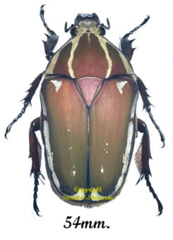 Mecynorhina torquata ugandensis ( reared )
