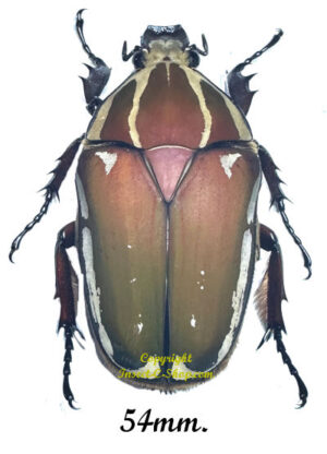 Mecynorhina torquata ugandensis ( reared )