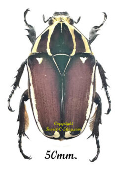 Mecynorhina torquata ugandensis ( reared )