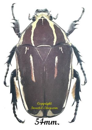 Mecynorhina torquata ugandensis ( reared )