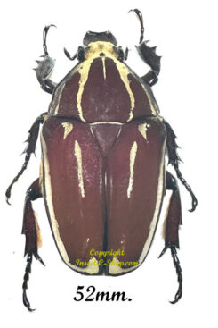 Mecynorhina torquata ugandensis ( reared )