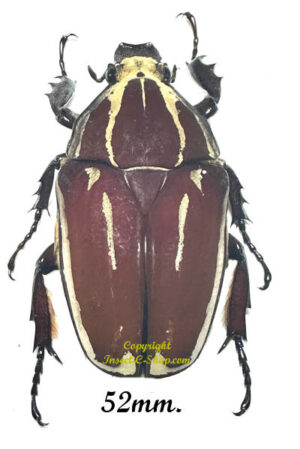 Mecynorhina torquata ugandensis ( élevage )