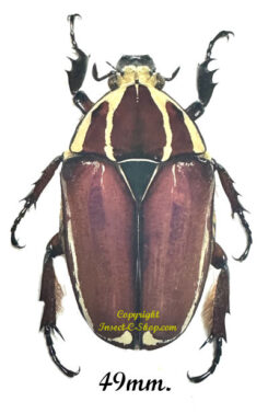 Mecynorhina torquata ugandensis ( reared )