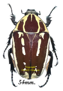 Mecynorhina torquata ugandensis ( reared )