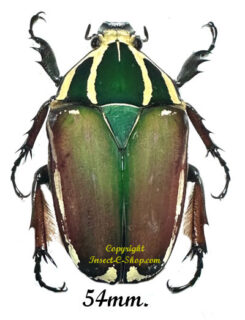 Mecynorhina torquata ugandensis ( reared )