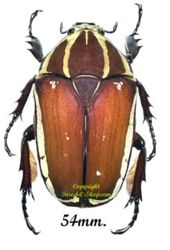 Mecynorhina torquata ugandensis ( reared )