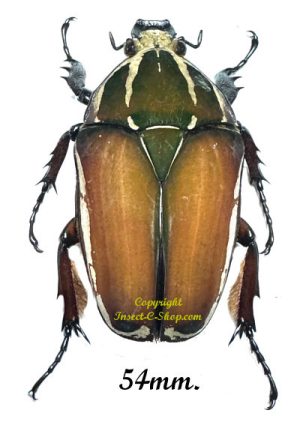 Mecynorhina torquata ugandensis ( reared )