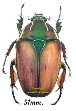 Mecynorhina torquata ugandensis ( reared )