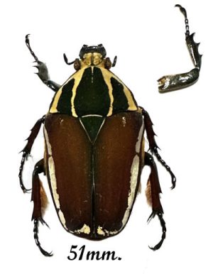 Mecynorhina torquata ugandensis ( reared )