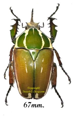 Mecynorhina torquata ugandensis ( élevage )