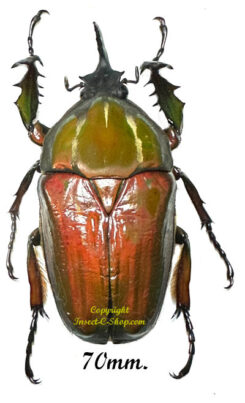Mecynorhina torquata ugandensis ( reared )