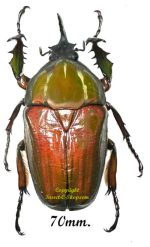 Mecynorhina torquata ugandensis ( reared )
