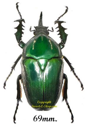 Mecynorhina torquata ugandensis ( reared )