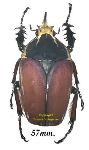 Mecynorhina torquata ugandensis ( reared )