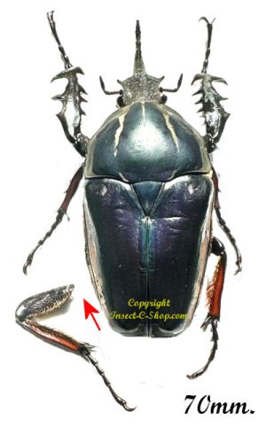 Mecynorhina torquata ugandensis ( reared )