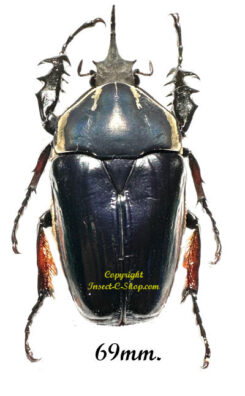 Mecynorhina torquata ugandensis ( reared )