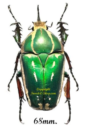 Mecynorhina torquata ugandensis ( reared )