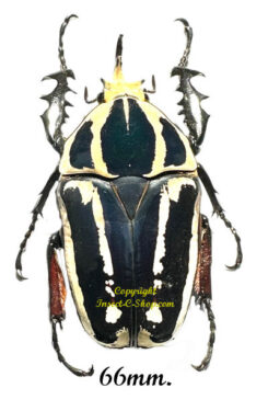 Mecynorhina torquata ugandensis ( reared )