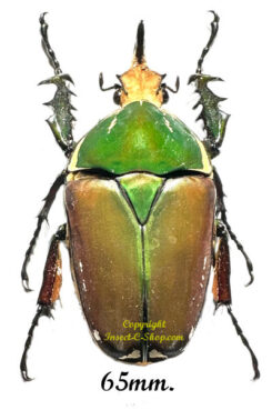 Mecynorhina torquata ugandensis ( reared )