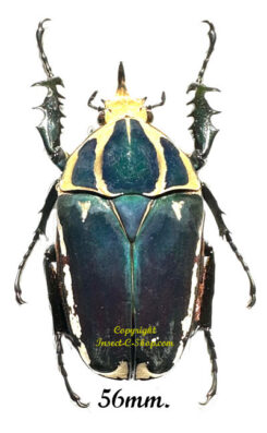 Mecynorhina torquata ugandensis ( reared )