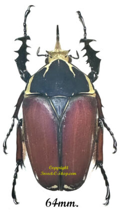 Mecynorhina torquata ugandensis ( reared )