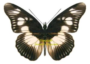 Pseudacraea lucretia lucretia