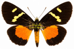 Scrobigera proxima clymene
