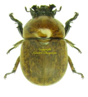 Dicaulocephalus fruhstorferi