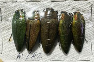 Steraspis speciosa ( red/green ) - 5pcs