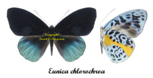 Eunica chlorochroa - Image 2