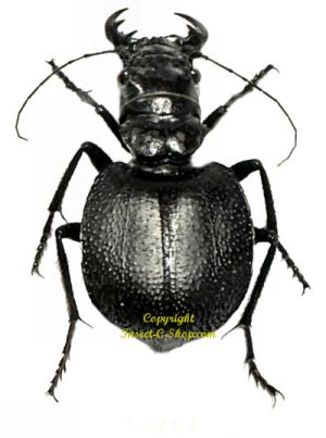 Manticora tyrannus