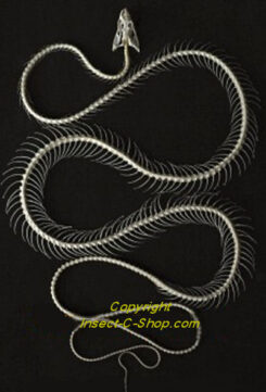 Bungarus candidus ( squelette incurvé )