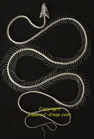 Bungarus candidus ( curved skeleton )