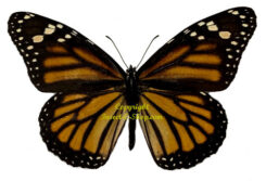 Danaus plexippus ( 5-pcs )