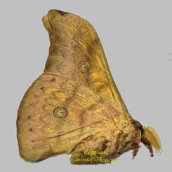 Antheraea frithi