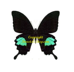 Papilio ( Achillides ) paris paris