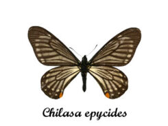 Papilio ( Chilasa ) epycides camilla