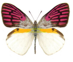 Colotis zoe