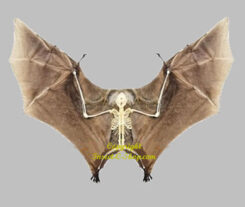 Cynopterus minutus ( winged skeleton )