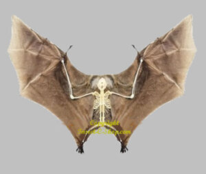 Cynopterus minutus ( winged skeleton )