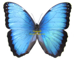 Morpho peleides