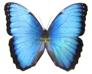 Morpho peleides