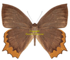 Taygetis chrysogone