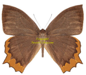 Taygetis chrysogone