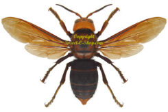 Vespa mandarinia ( worker ) - spread