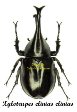 Xylotrupes clinias clinias