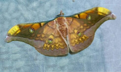 Antheraea frithi #2