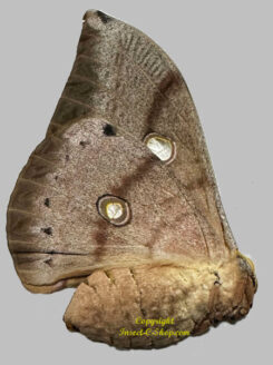 Antheraea frithi