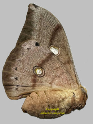 Antheraea frithi